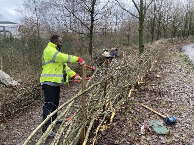 Ward team member restoring a hedgerow